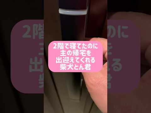 とん君、いつもありがとね❣️ 柴犬　柴犬とん サムネイル