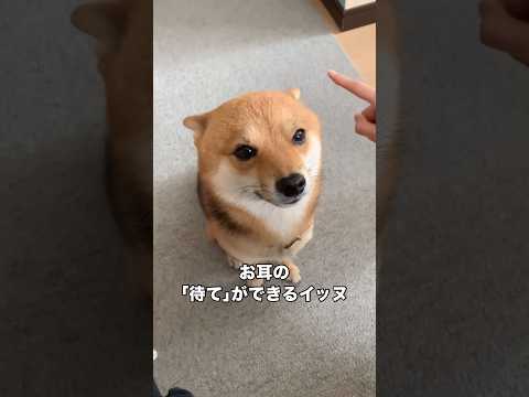 お耳の｢待て｣ができるイッヌ 柴犬 豆柴 柴犬のいる暮らし shorts サムネイル