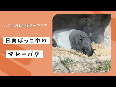 【よこはま動物園ズーラシア】日向ぼっこ中のマレーバク🌞