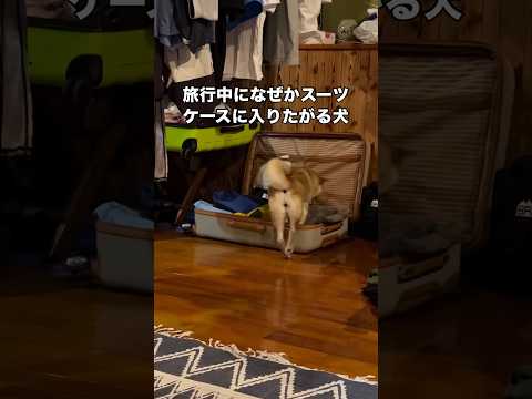 狭いところが好きなのか旅行中に必ずスーツケースに収まりに行く柴犬 柴犬 柴犬のいる暮らし 赤柴 スーツケース サムネイル
