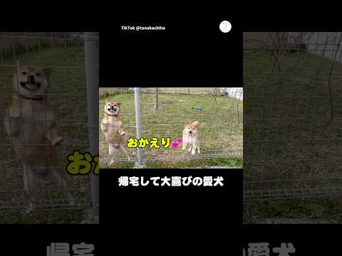 帰宅したら、隣の柴犬まで大喜び　　柴犬　犬　多頭飼い　面白い　かわいい犬 サムネイル