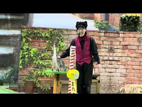 ヒマワリちゃん🌻　なかなか見れない猫によるショー ザ・キャッツ　那須どうぶつ王国にて　2026年3月1日 サムネイル