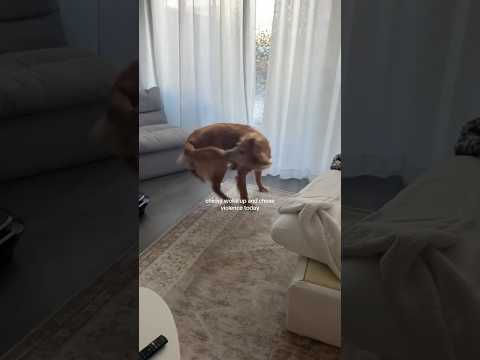 dog-tor coby to rescue🛟goldenpup puppy goldenpupppy dogbree… サムネイル