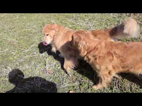 「そんなところ匂うな！」イロハに怒られる５歳のトン君。 サムネイル