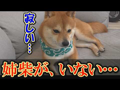 姉に依存する末っ子柴犬。姉がいないと不安になり、自分らしさが出せなくなりました・・・ サムネイル