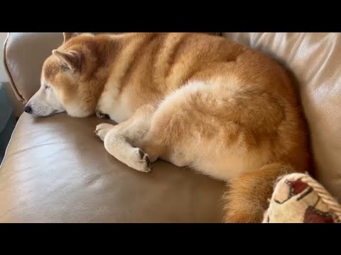 柴犬福 ソファいた時の柴犬🤣Why here🤣
