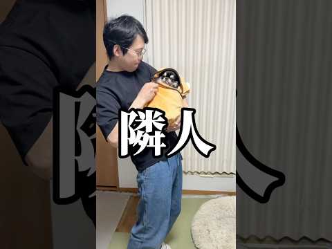 ちょっと怖い人... チワワ shorts