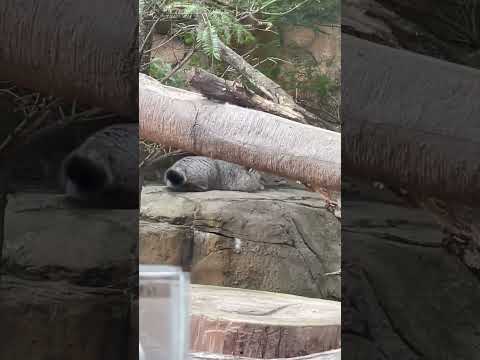 shorts アブリコースちゃん 狙いはバックヤードのナゴムくん⁈🤭　マヌルネコ　那須どうぶつ王国にて　2025年2月…