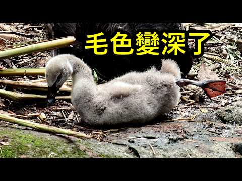 黑天鵝寶寶成長日記5 鵝寶寶滿1個月大, 毛色漸漸變深, 午休時刻, 嘴巴啄啄理毛好可愛 | baby black s…