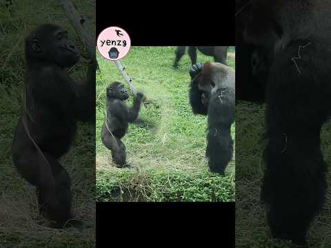 Ringo在D'jeeco 面前甩乾草好可愛😆 gorilla gorillatag taipeizoo 金剛猩猩 台… サムネイル