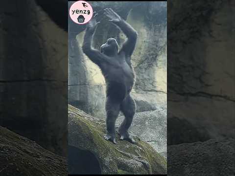 Hilarious gorilla 🤣🤣🤣 taipeizoo 金剛猩猩 台北市立動物園 funnyanimals c…