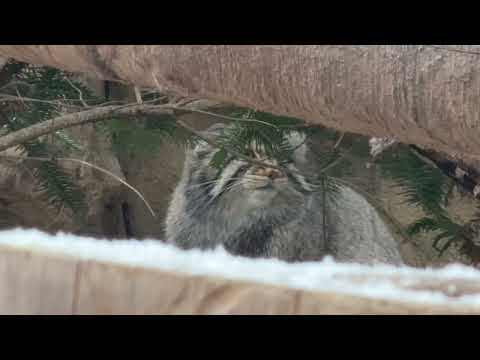 ナゴムくんのお顔が見れるポイント見っけ🤭　マヌルネコ　那須どうぶつ王国にて　2026年1月2日 サムネイル