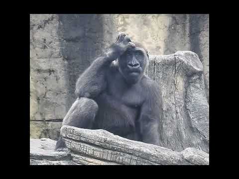 little gorilla Jabali 5y2m old. shorts 1/26 サムネイル