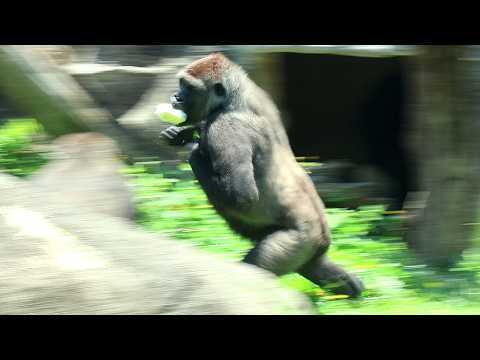 Tayari beating chest for more cabbage,enjoying her solo poo…