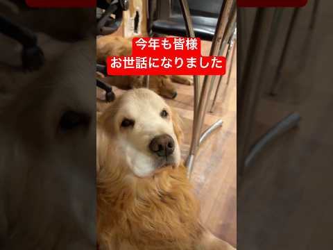 今年も皆様大変お世話になりました🙇‍♂️shorts puppy goldenretriever ゴールデンレトリバー… サムネイル