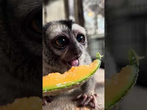 美味しいを連呼するヨザルのよっちゃん♪shorts おばあちゃん grandma サムネイル