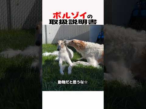 ボルゾイの取扱説明書　ボルゾイ 大型犬 大型犬のいる生活 大型犬のいる暮らし 犬好きさんと繋がりたい 元気お届け サムネイル