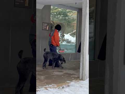 shorts スタンダードプードルのソフィーちゃんとアムールトラの令くん　那須どうぶつ王国にて　2026年1月9日 サムネイル