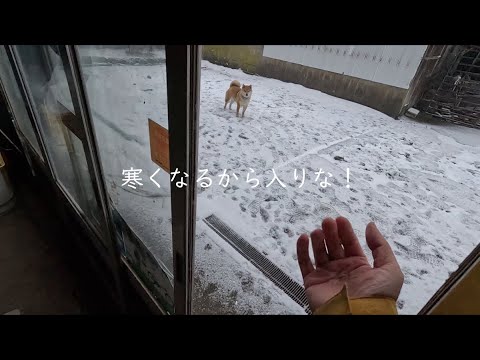 柴犬は風の子。吹雪の子 サムネイル