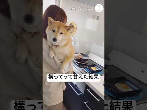 甘えた結果、こうなりましたw  豆柴　柴犬　犬　かわいい 犬のいる暮らし サムネイル