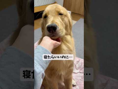 眠気に勝てないモンちゃんgoldenretriever ゴールデンレトリバー サムネイル