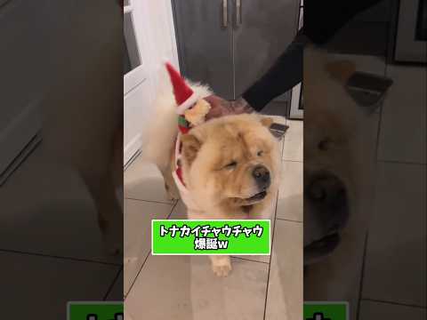 仕事で疲れた皆に贈る笑いと癒しのチャウチャウ5選ww　#チャウチャウ #笑える #癒し #犬のいる生活 #犬のいる暮ら… サムネイル