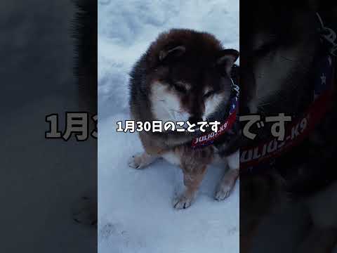 柴犬🐕が必死に探している「宝物」がショボすぎて草 サムネイル