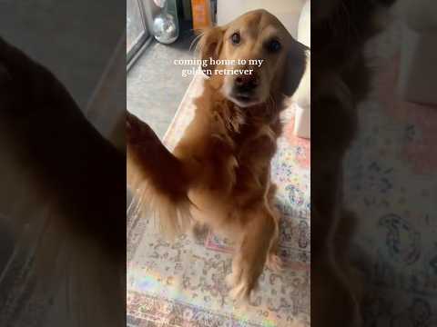 coming home to my golden retriever🥵goldenretreivers dog pup… サムネイル