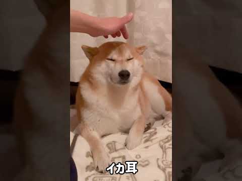 私の大好きなワンコのしぐさ❤️🐕　shorts サムネイル