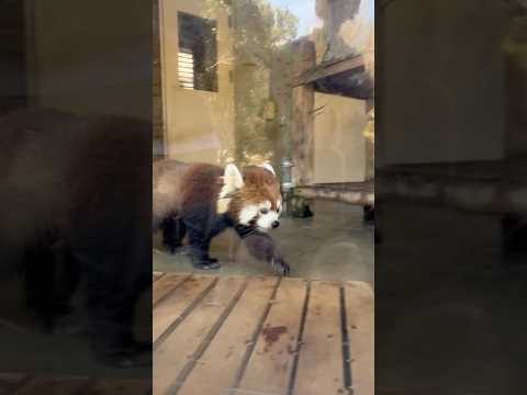 shorts キララさんアラタちゃん親子　レッサーパンダ　浜松市動物園にて　2026年2月14日 サムネイル