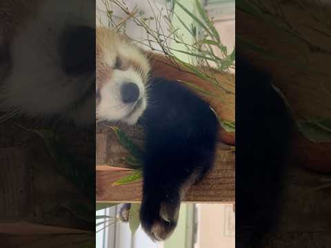 shorts 寝姿も可愛いタイヨウくん　レッサーパンダ　千葉市動物公園にて　2026年2月23日 サムネイル