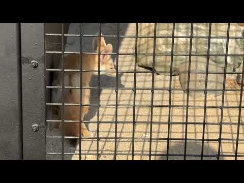 フェネックさん 出て来た！　ごかつら池どうぶつパークにて　2026年1月24日 サムネイル