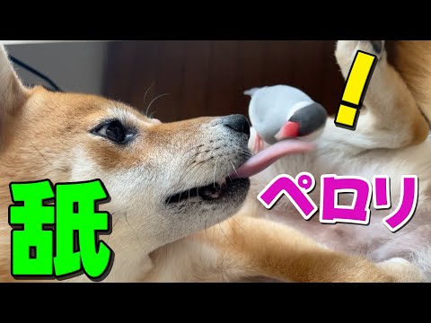 柴犬にペロリされても動じない文鳥風ちゃん　柴犬小夏 サムネイル