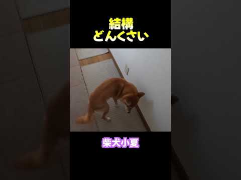 鈍臭い 神戸 柴犬 癒し サムネイル