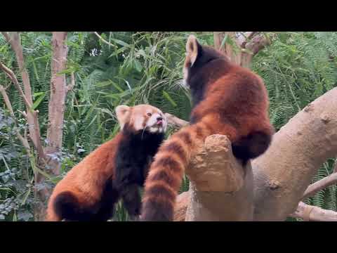 レッサーパンダ姉妹のじゃれあい　陽那ちゃんと須々ちゃん　神戸どうぶつ王国　2025年12月26日 サムネイル