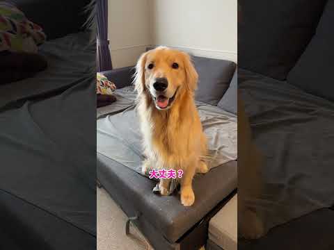 目が合うと勝手にはじまる( ✧Д✧) ｶｯ 大型犬 ゴールデンレトリバー サムネイル