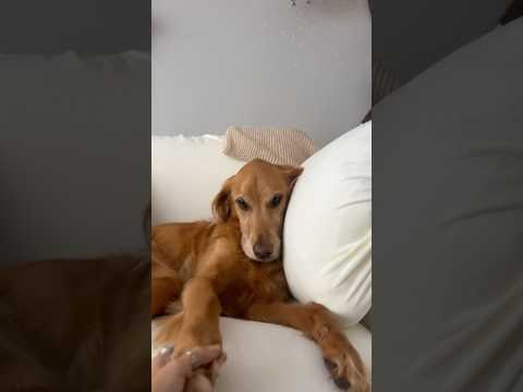 coming home to my golden retriever😍retreiver dog puppy gold… サムネイル