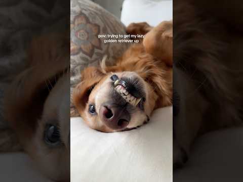 coming home to my golden retriever🤍goldenretreivers dog pup… サムネイル