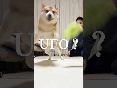 音速柴犬による威嚇 サムネイル