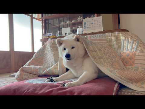 少しずつ色々な事が出来なくなってきた１６歳柴犬の愛に溢れたリアルな生活 サムネイル