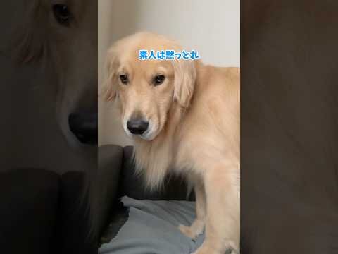 静電気がすごいからやめてほしい 大型犬 ゴールデンレトリバー サムネイル