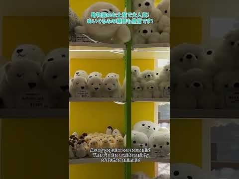 【旭山動物園】いこいの広場SHOP🎁[Asahiyama Zoo] Ikoi Square Shop 🎁　shorts サムネイル