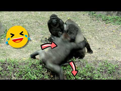 Gorilla Jabali hit Tayari,Ringo & Tayari's funny interactio… サムネイル