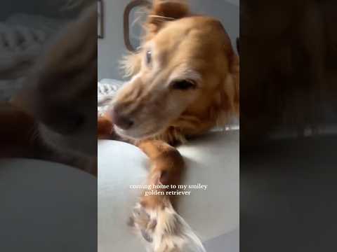 coming home to my golden retriever🥵goldenretreivers dog pup… サムネイル