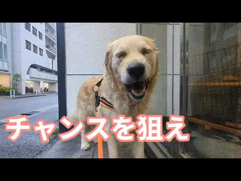 チャンスを狙え。ゴールデンレトリバーティト