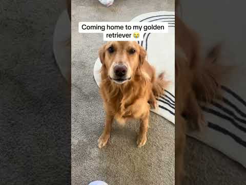 coming home to my golden retriever🥵 goldenretreiver dog ind…
