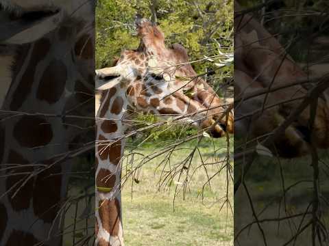 shorts キリンさん デッキから見ると目線でモグモグ 😊　のんほいパークにて　2026年4月3日 サムネイル