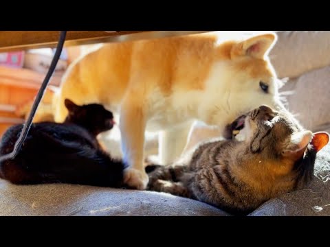 猫達の毛づくろいに割り込んできた柴犬　A Shiba Inu Interrupts the Cats’ Grooming サムネイル