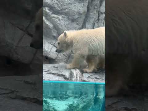 shorts 皆んなボクが泳ぐとこ見たい？どうしようカナ〜♪   ホッキョクグマの仔モモ太くん　秋田県男鹿水族館GAO… サムネイル
