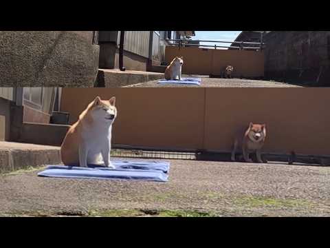 おふろ執行待ちなモモさん サムネイル